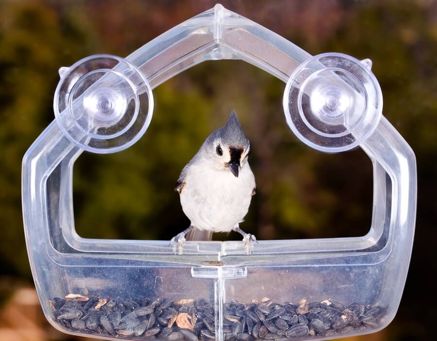 Why Our Windows Are Dangerous For Birds Purely Shutters