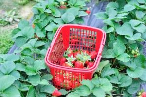 strawberry plant