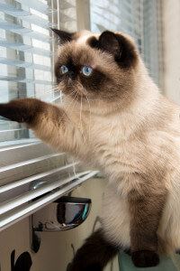 cat looking our of a window shutters