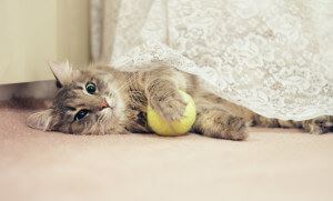 cat lying under the curtains