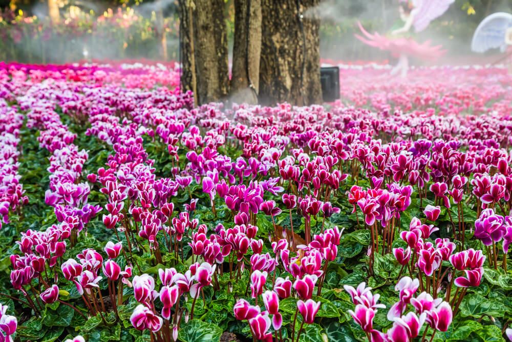 pink flowers