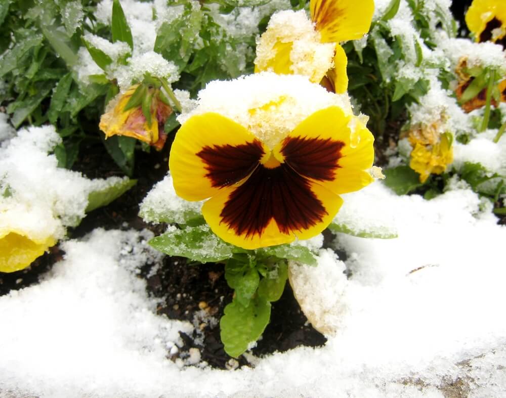 snowy flowers