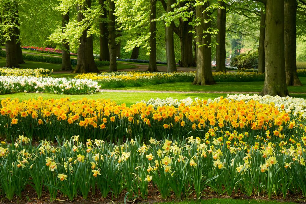 daffodil field