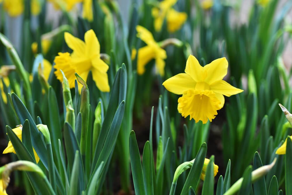 yellow daffodils