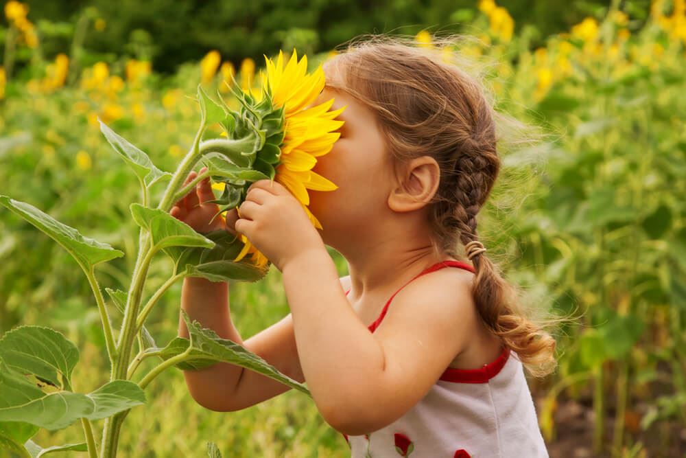 child smelling sunflower