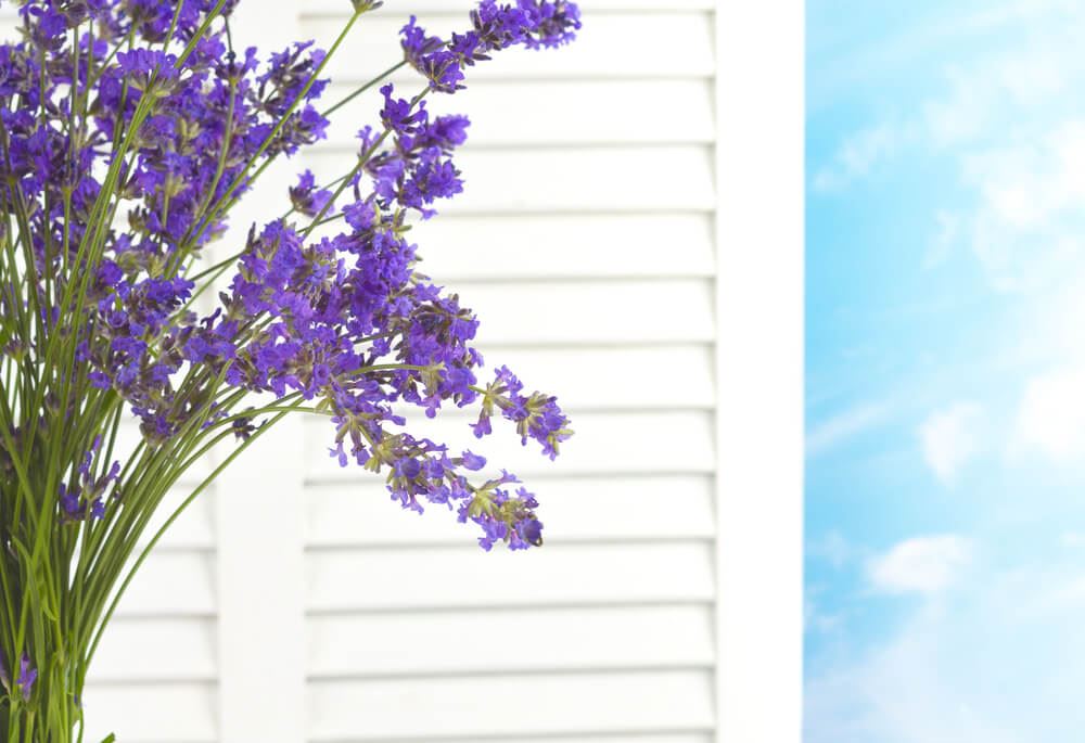 flowers and shutters