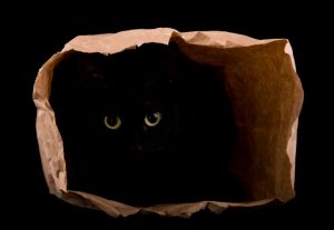 Black cat in a bag