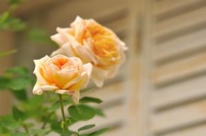 flowers in front of shutters
