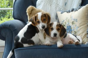 dogs on the sofa