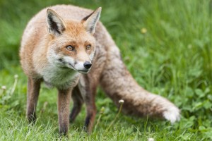 shutterstock_379742329